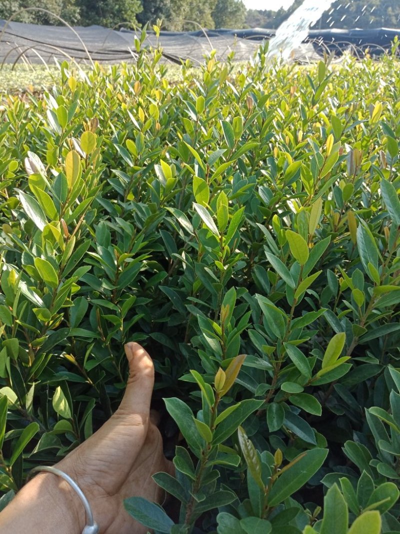 供应中华蚊母小苗，小叶蚊母小苗