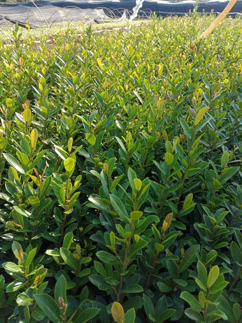 供应中华蚊母小苗，小叶蚊母小苗