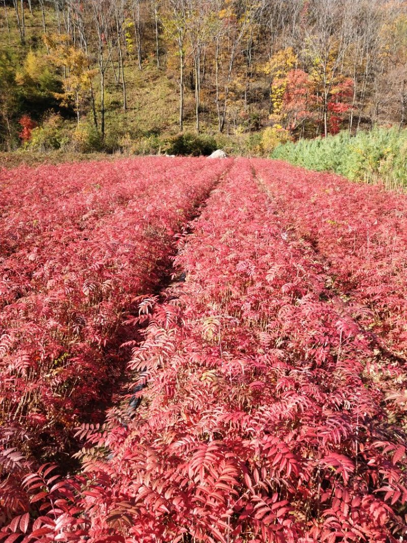 花楸苗白桦花楸水榆花楸，花楸树苗乡土彩叶苗木