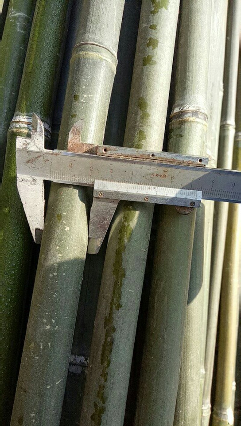 菜架竹竿