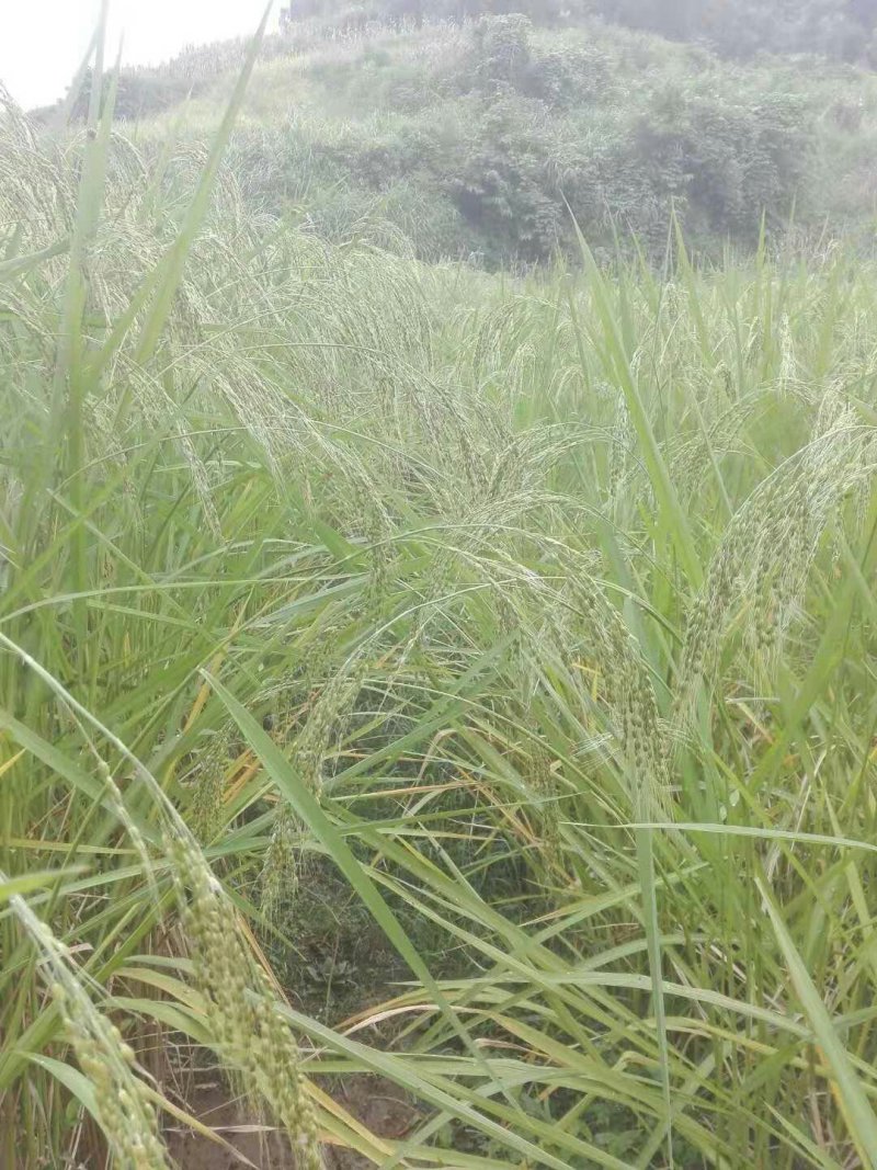 百乐根米