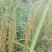 百乐根米