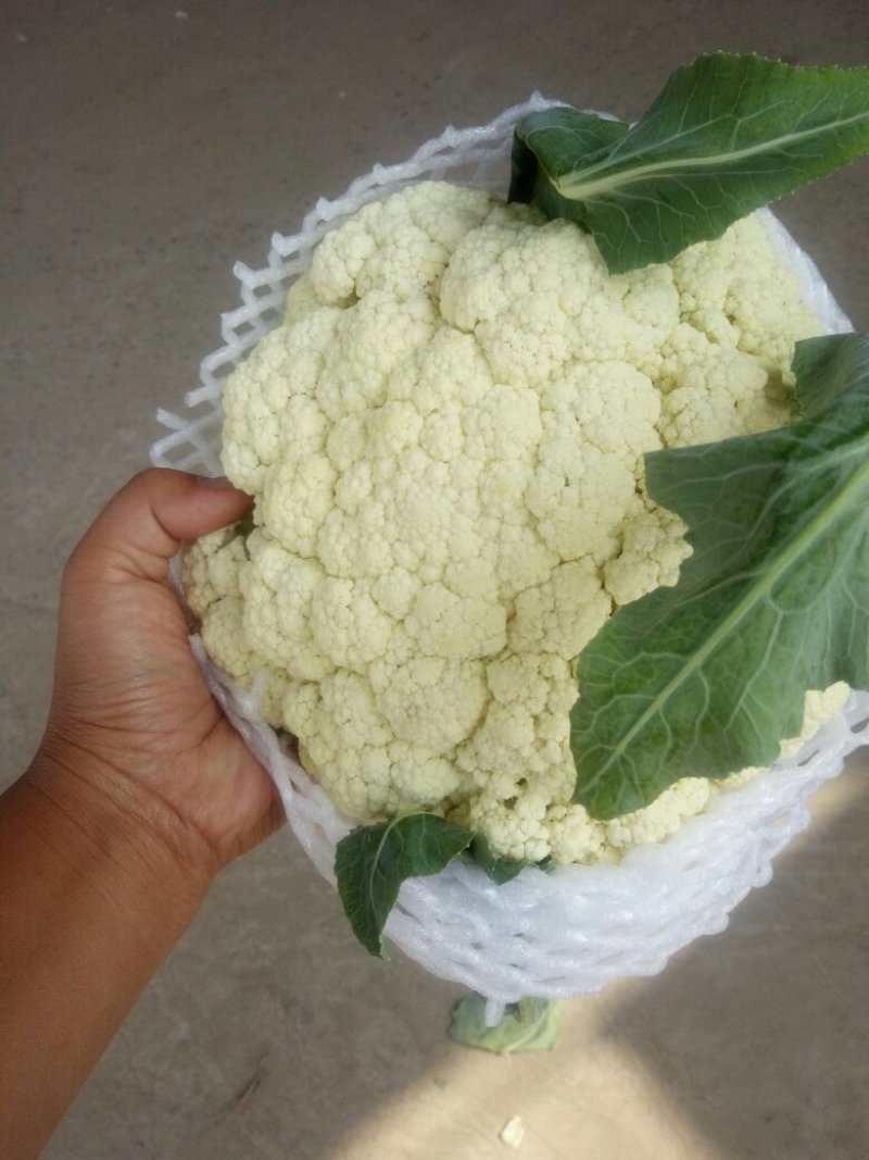 松花，实花以上产品大量上市