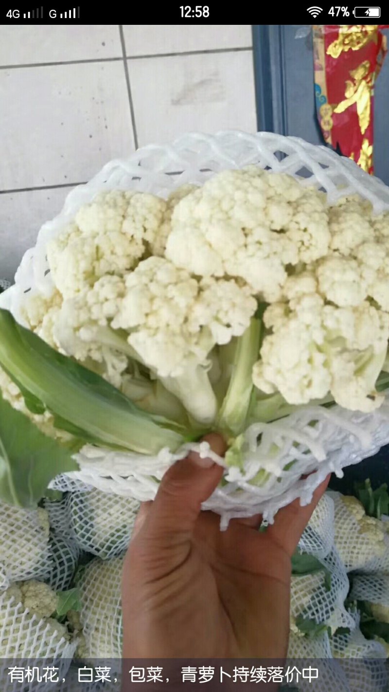 松花，实花以上产品大量上市