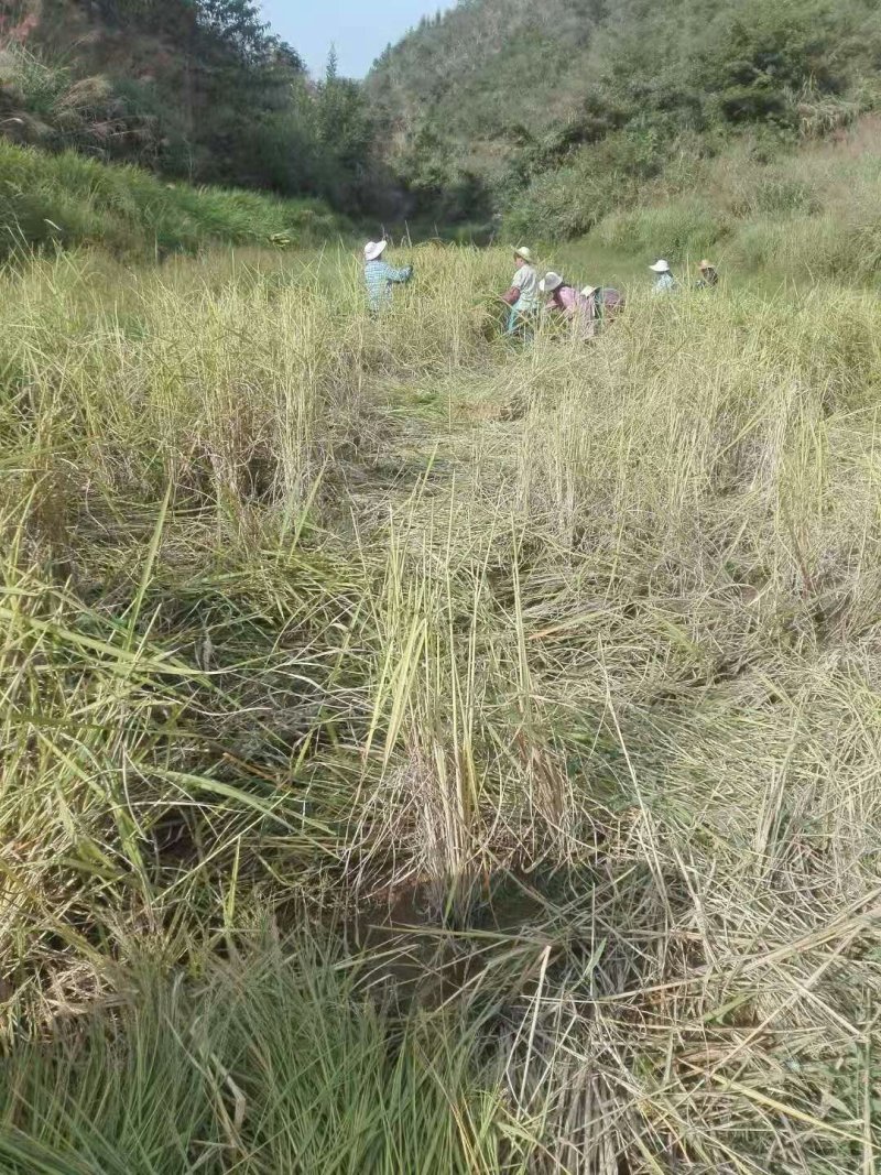 百乐根米