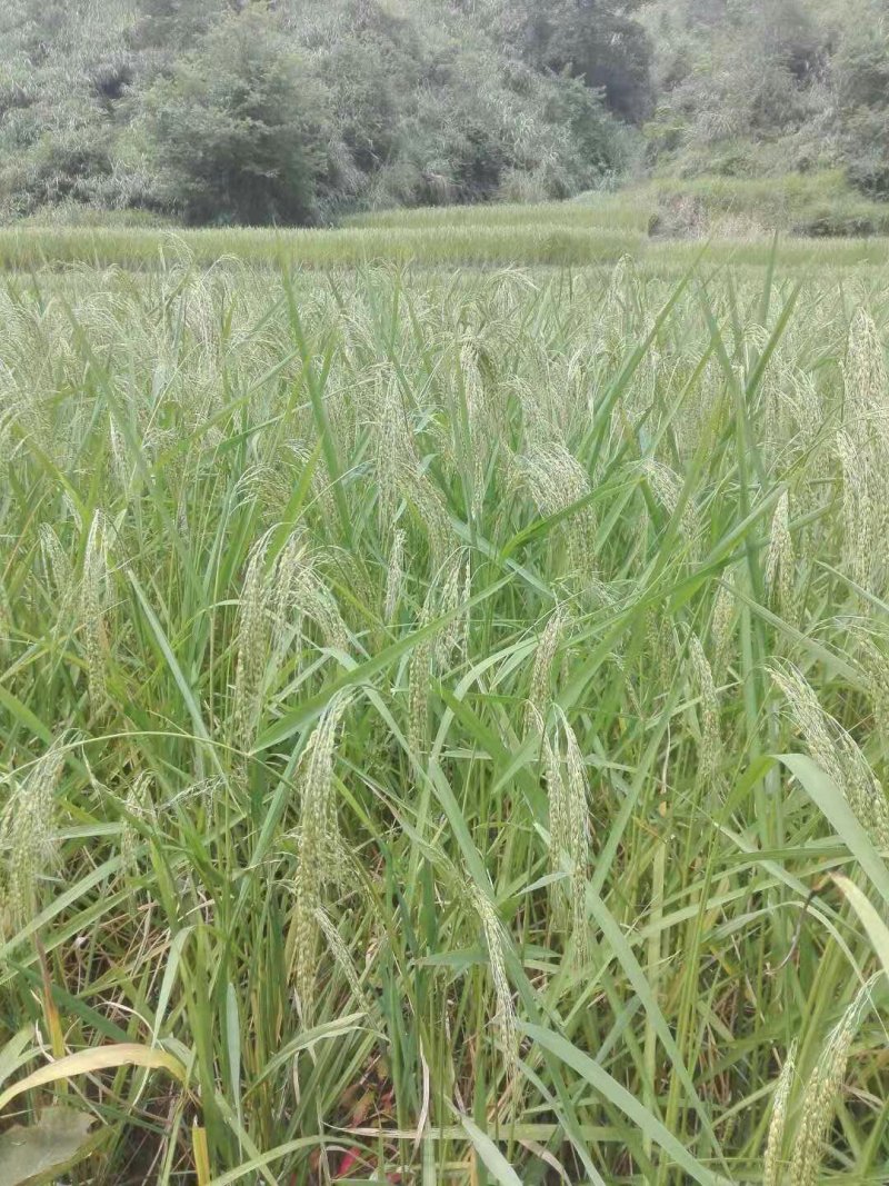 百乐根米