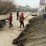 银杏基地大量供应1/2/3/4/5/8/10公分银杏树苗