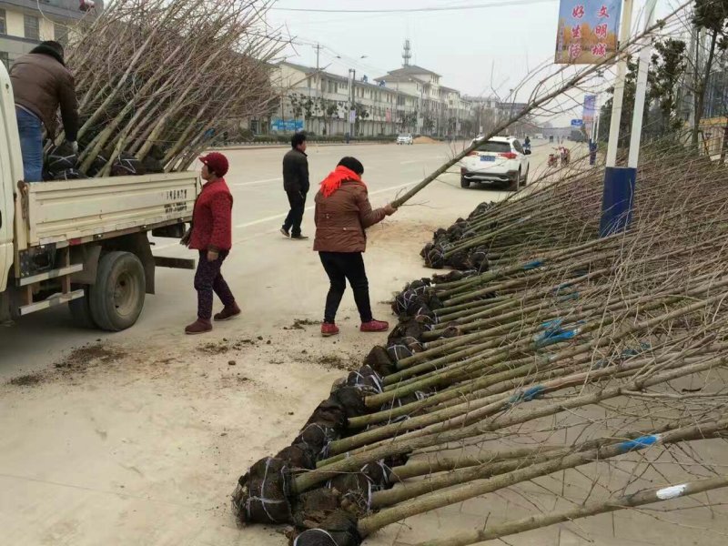 银杏基地大量供应1/2/3/4/5/8/10公分银杏树苗