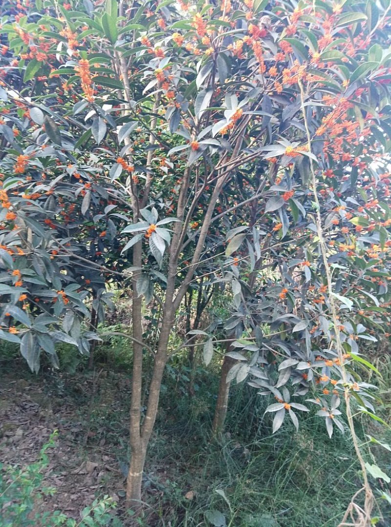 绿化树金桂树