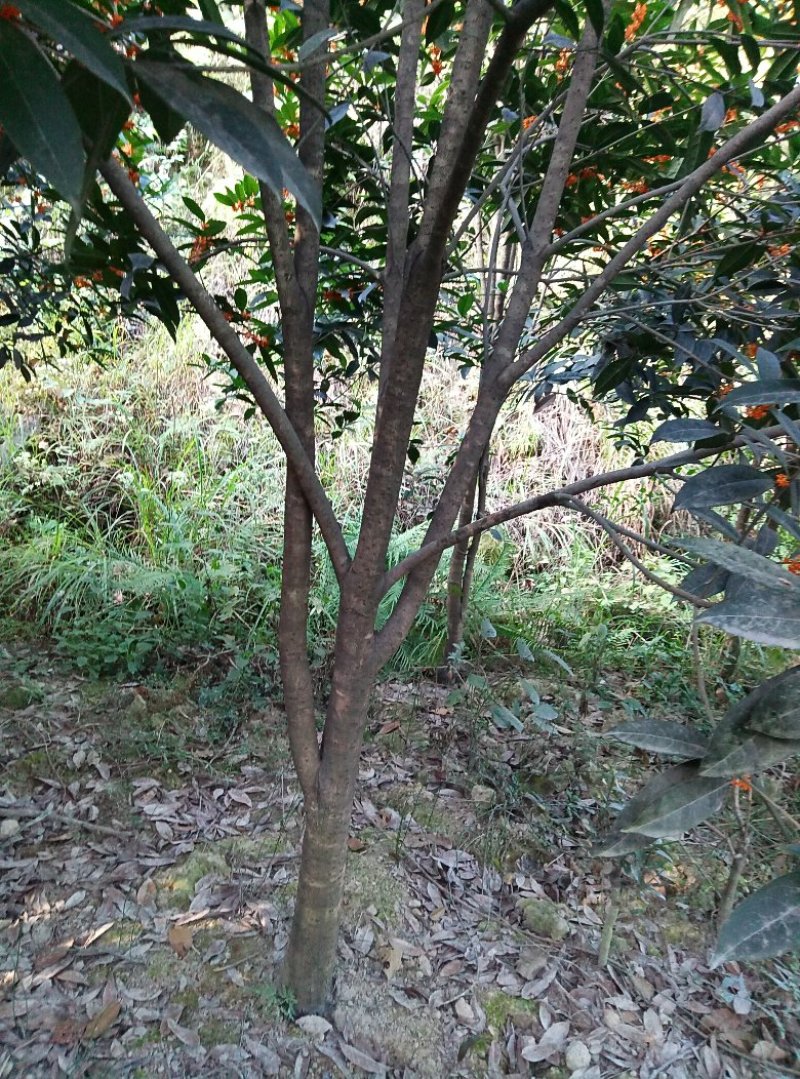 绿化树金桂树