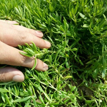 佛甲草万年草房屋绿化苗