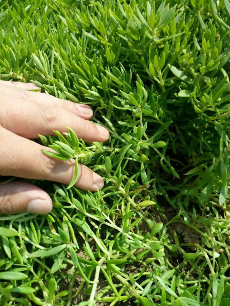 佛甲草万年草房屋绿化苗