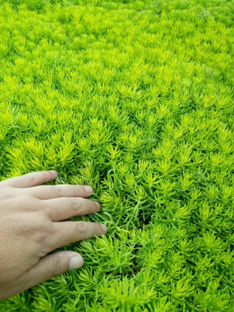 佛甲草万年草房屋绿化苗