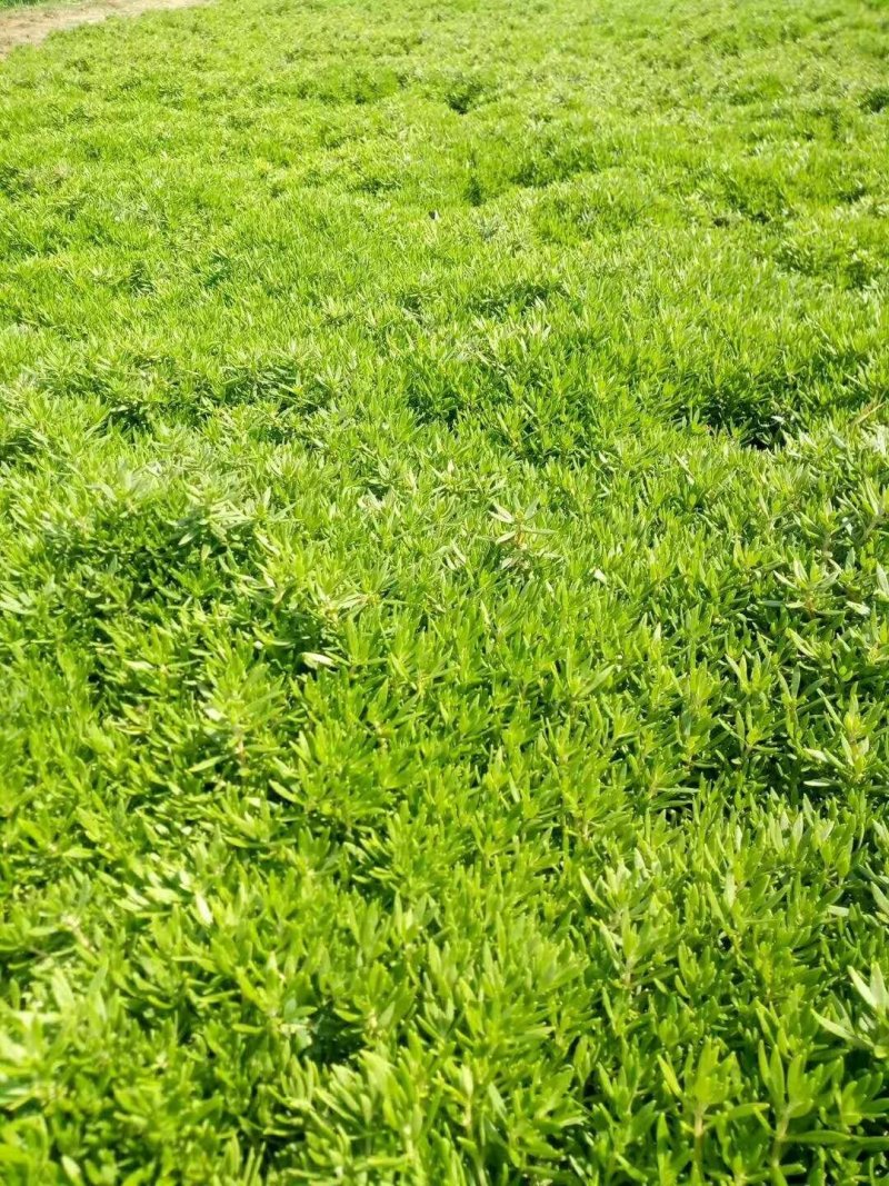 佛甲草万年草房屋绿化苗