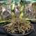 浙江铁皮石斛干条胶质好2斤起包邮量大从优