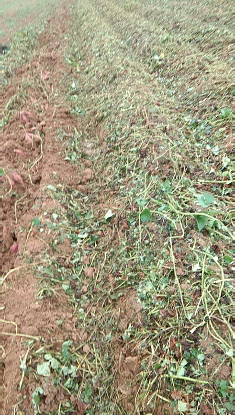 高淀粉白心红薯打粉专用