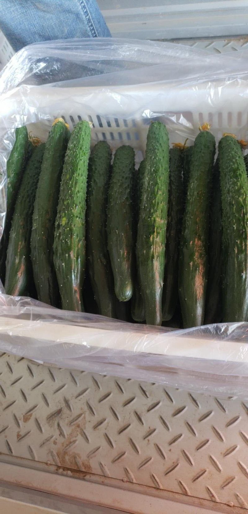 青县黄瓜