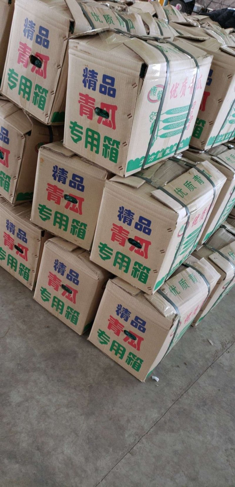 青县黄瓜