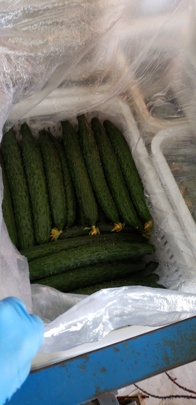青县黄瓜