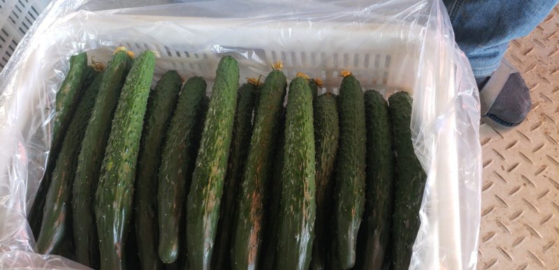 青县黄瓜