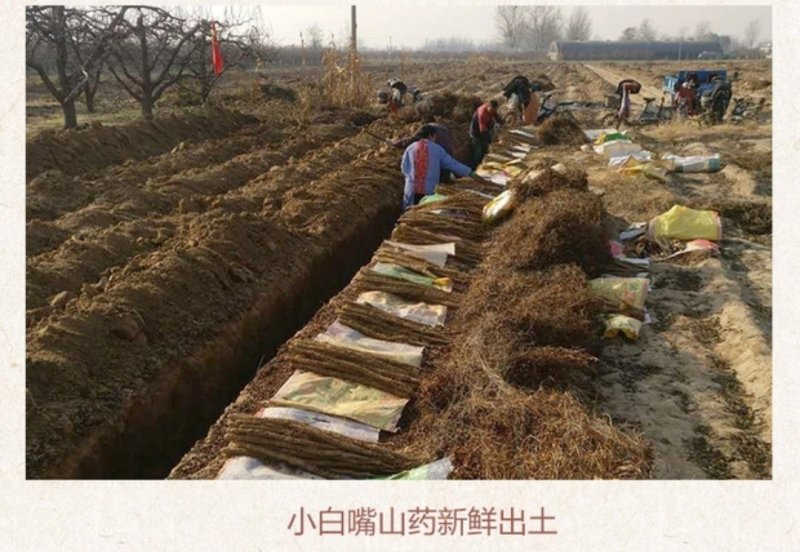 小白嘴白山药
