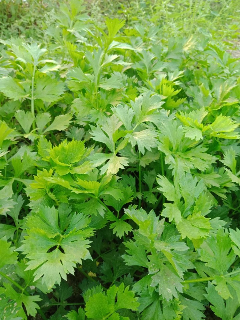 茼蒿，芹菜，毛白菜，小青菜等