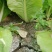 茼蒿，芹菜，毛白菜，小青菜等