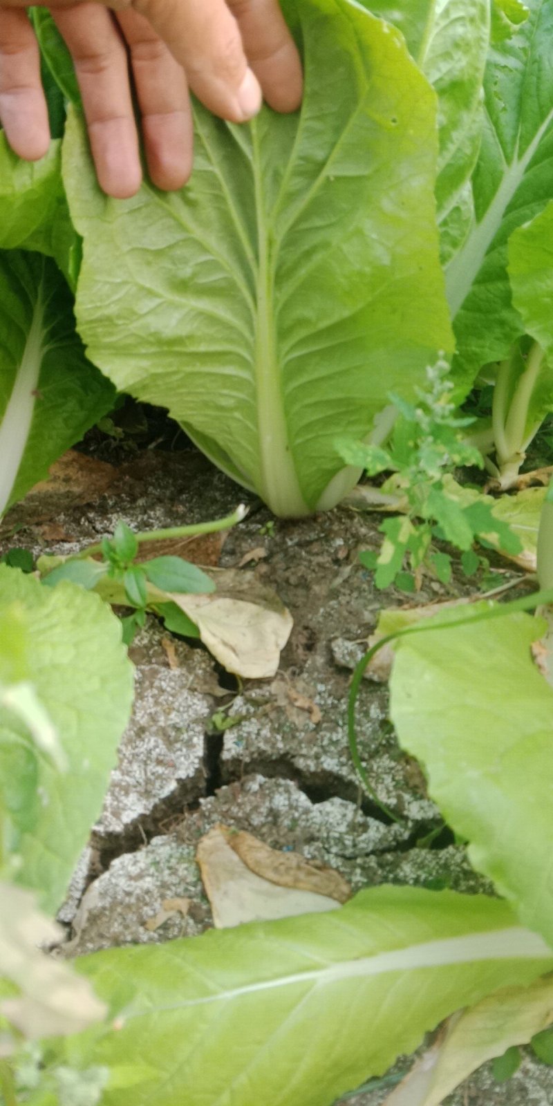 茼蒿，芹菜，毛白菜，小青菜等