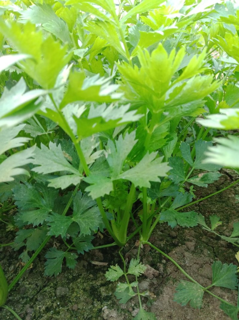 茼蒿，芹菜，毛白菜，小青菜等