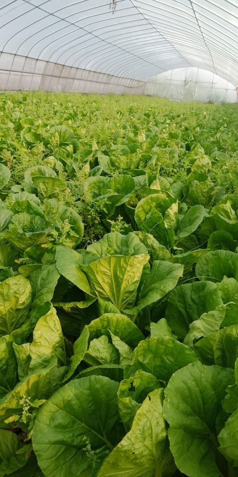 茼蒿，芹菜，毛白菜，小青菜等