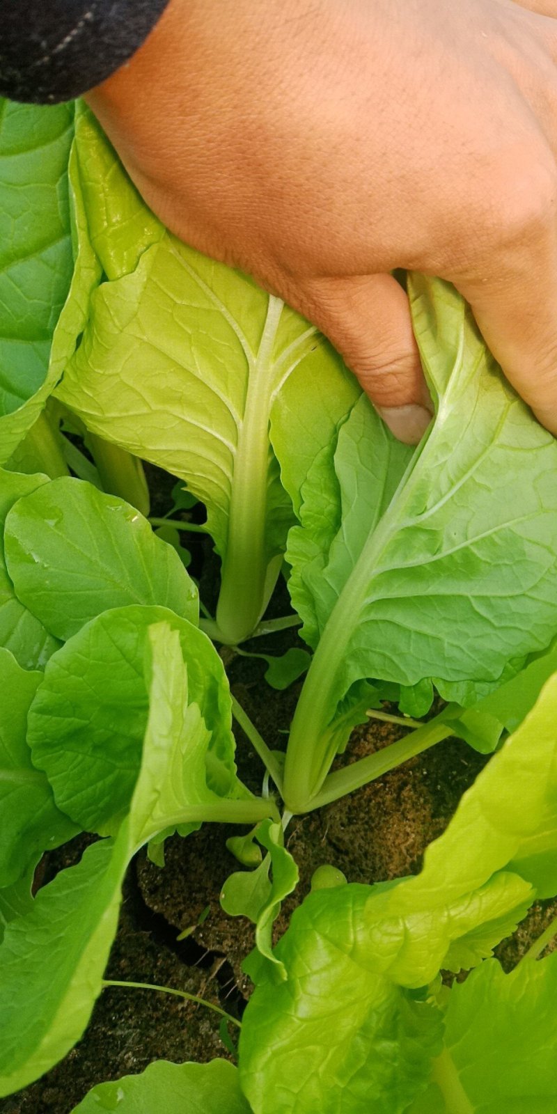 茼蒿，芹菜，毛白菜，小青菜等