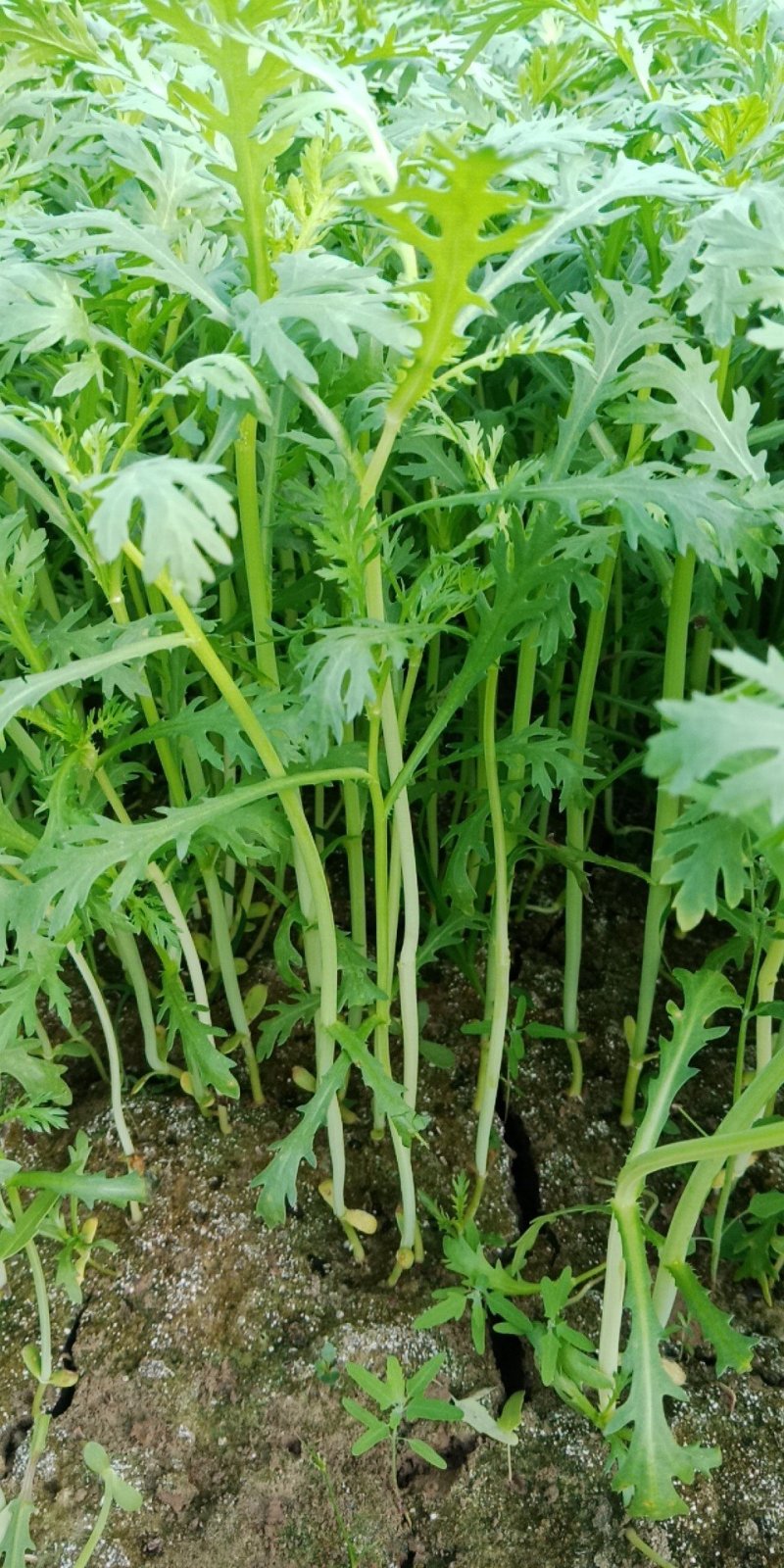 茼蒿，芹菜，毛白菜，小青菜等