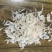 淡干虾皮