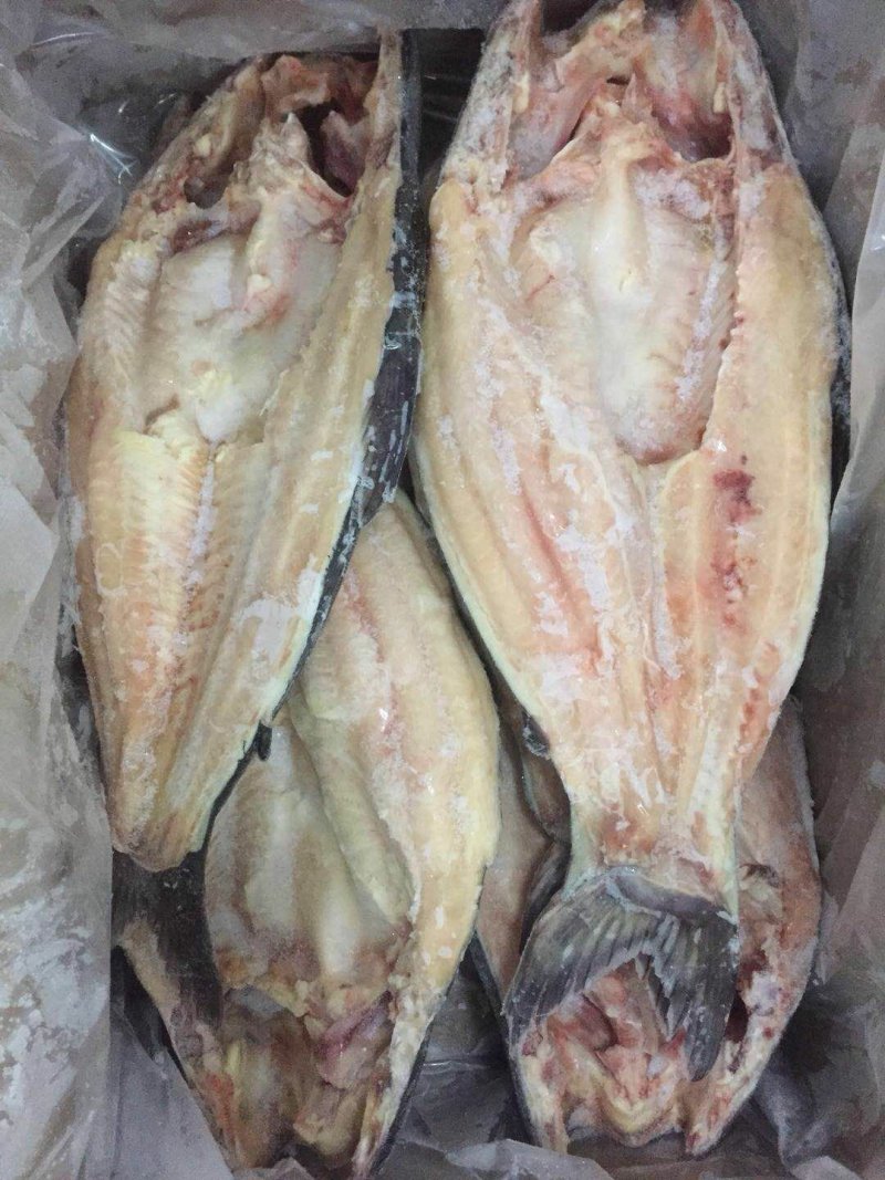 开背巴沙鱼