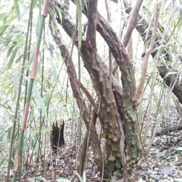 杜鹃，