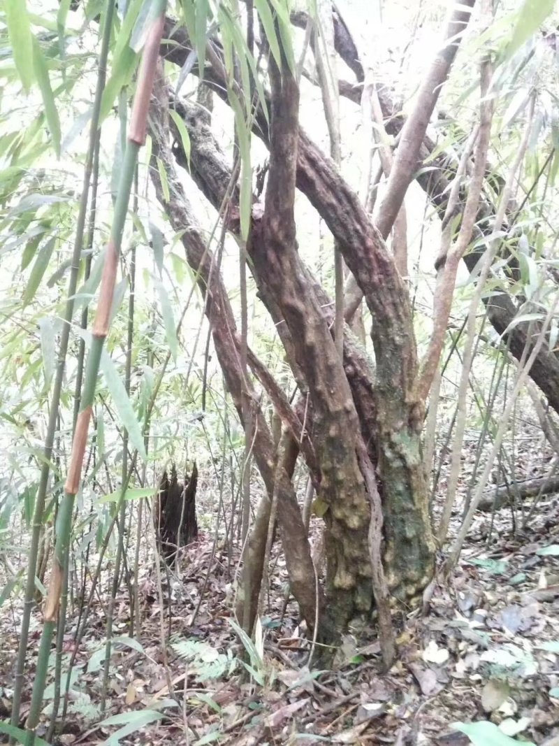 杜鹃，