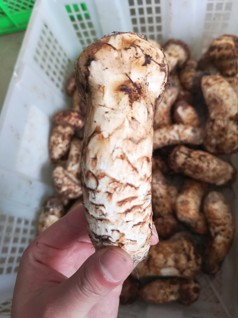 品质保证！新鲜完美！