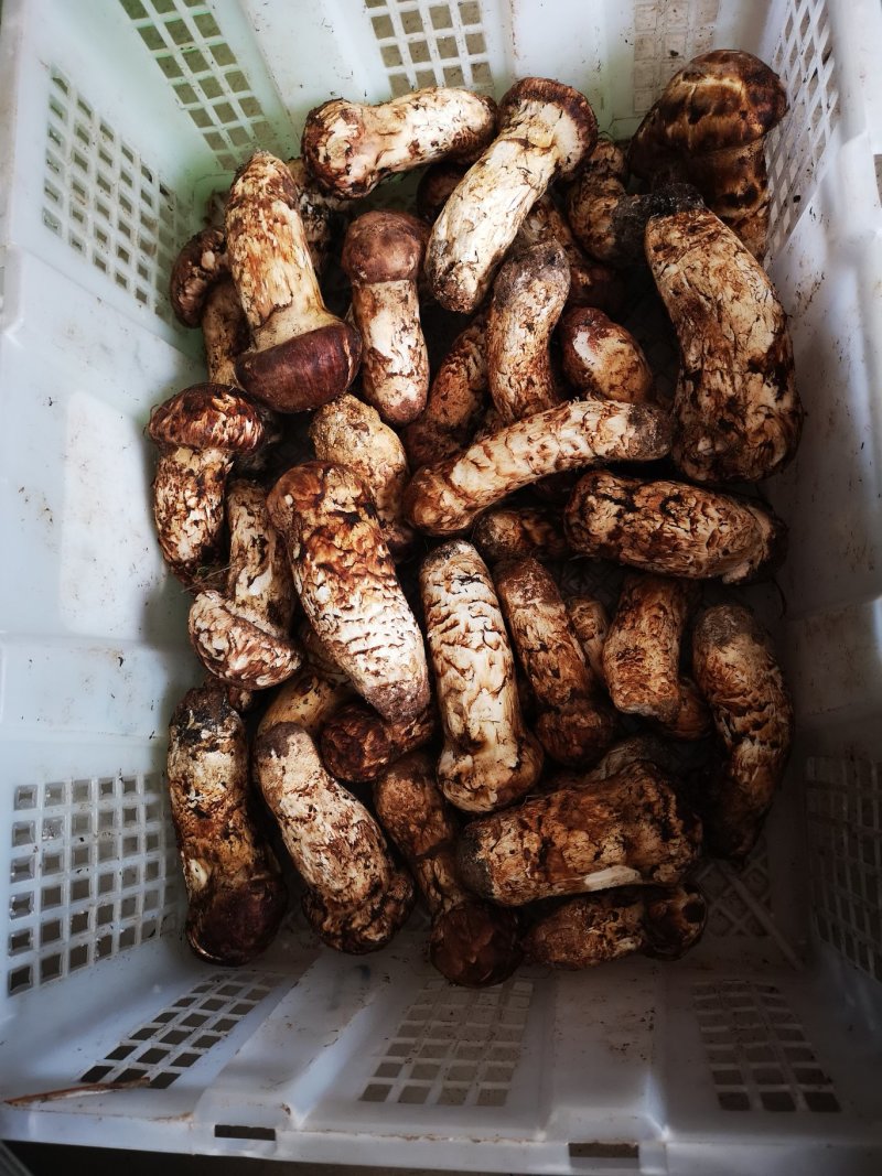 品质保证！新鲜完美！