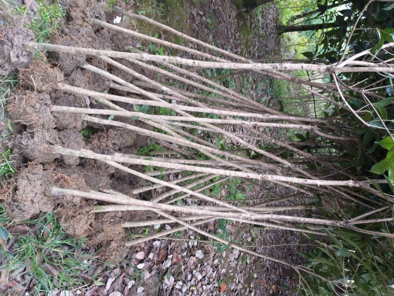 2—3公分桂花树开花