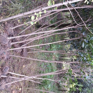 2—3公分桂花树开花