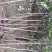 2—3公分桂花树开花