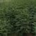 花椒苗0.5~1年
