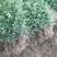 花椒苗0.5~1年
