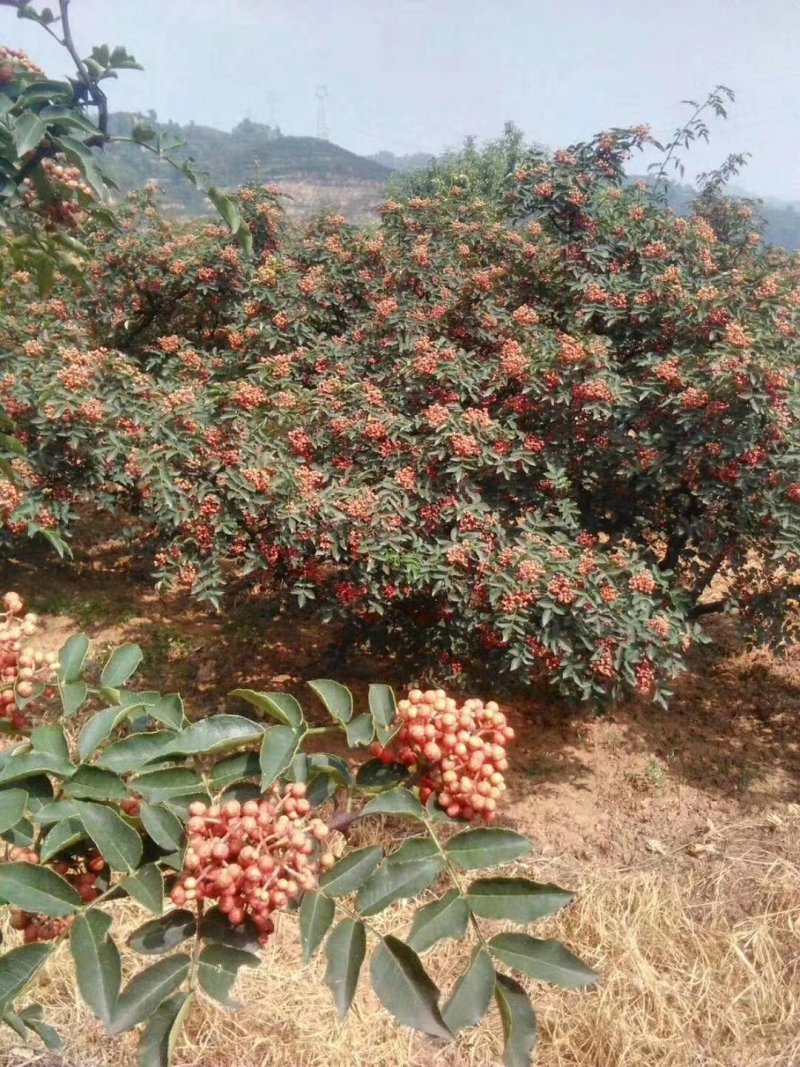 花椒苗0.5~1年