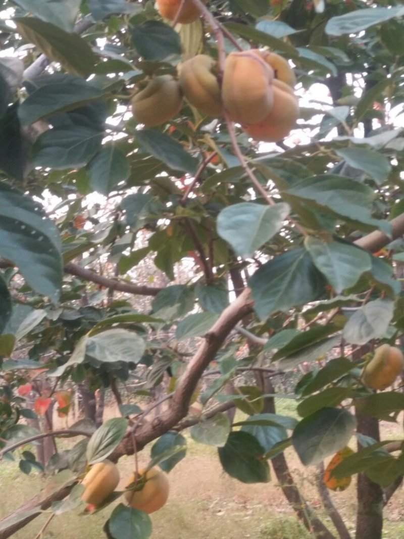 磨盘柿