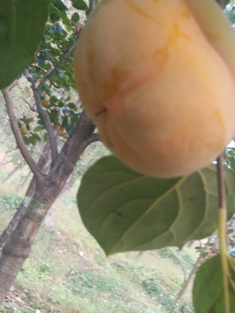 磨盘柿