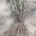 洛阳牡丹苗四年苗！六到八个花枝！跟粗苗壮，包成活包对版！