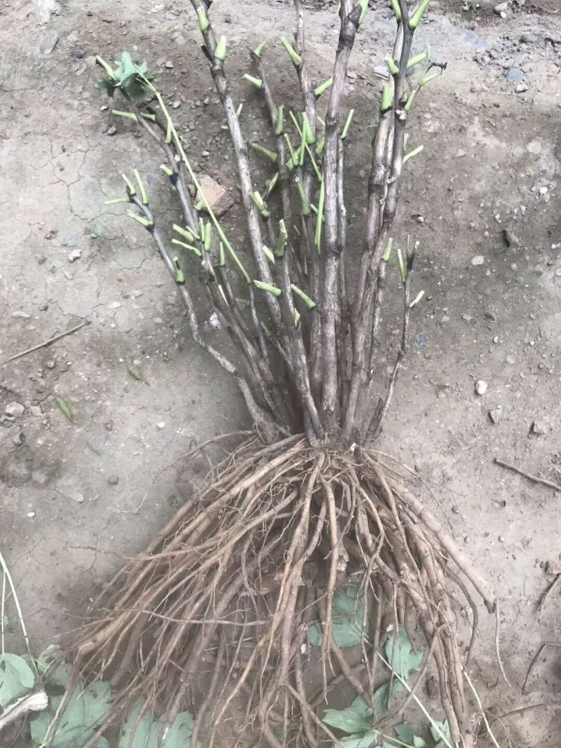 洛阳牡丹苗四年苗！六到八个花枝！跟粗苗壮，包成活包对版！