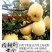 水蜜桃苹果苗,红思尼克苹果苗,瑞雪,秦脆苹果苗香妃苹果苗