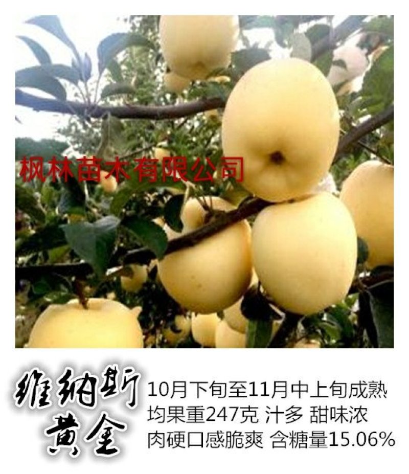 水蜜桃苹果苗,红思尼克苹果苗,瑞雪,秦脆苹果苗香妃苹果苗
